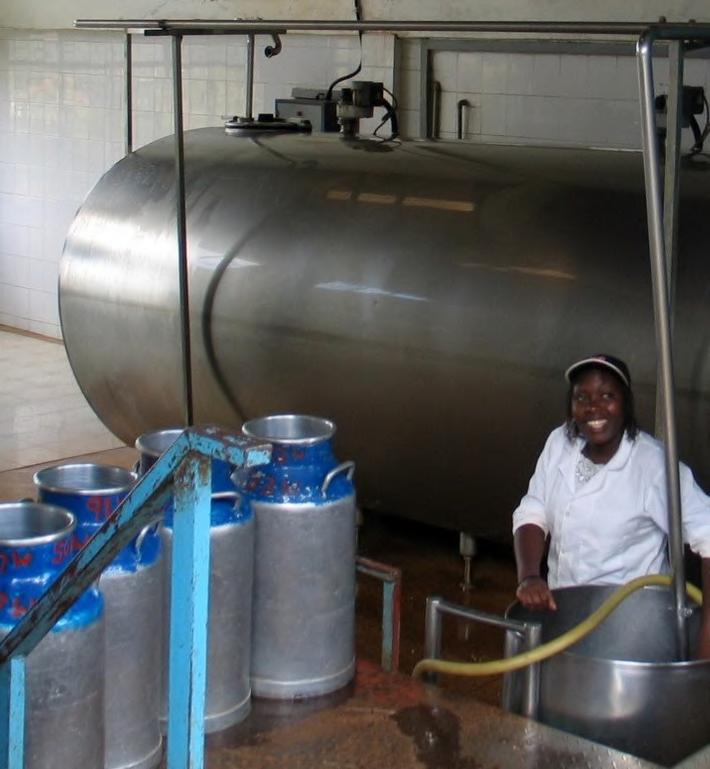 MILK BULKING AND COOLING Dairy farmers are organized into over 450 groups (cooperatives, companies,