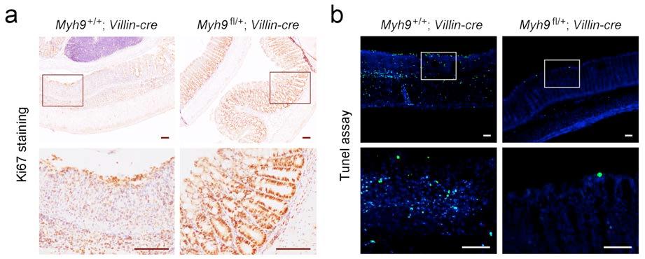 Supplementary Figure 3 Supplementary Figure 3 Proliferation status and cell apoptosis in DSS-treated Myh9 +/+ ;Villin-cre and Myh9 fl/+ ;Villin-cre mice colonic epithelium.