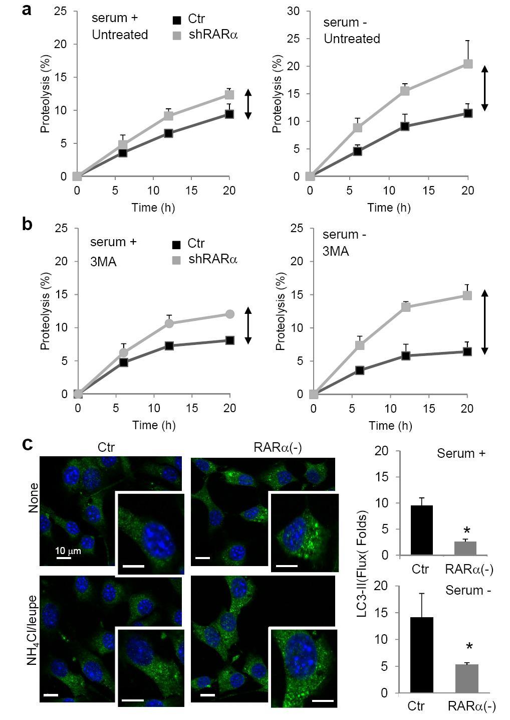 Supplementary Results Supplementary Figure. 1. Macroautophagy in cells with and without RAR.