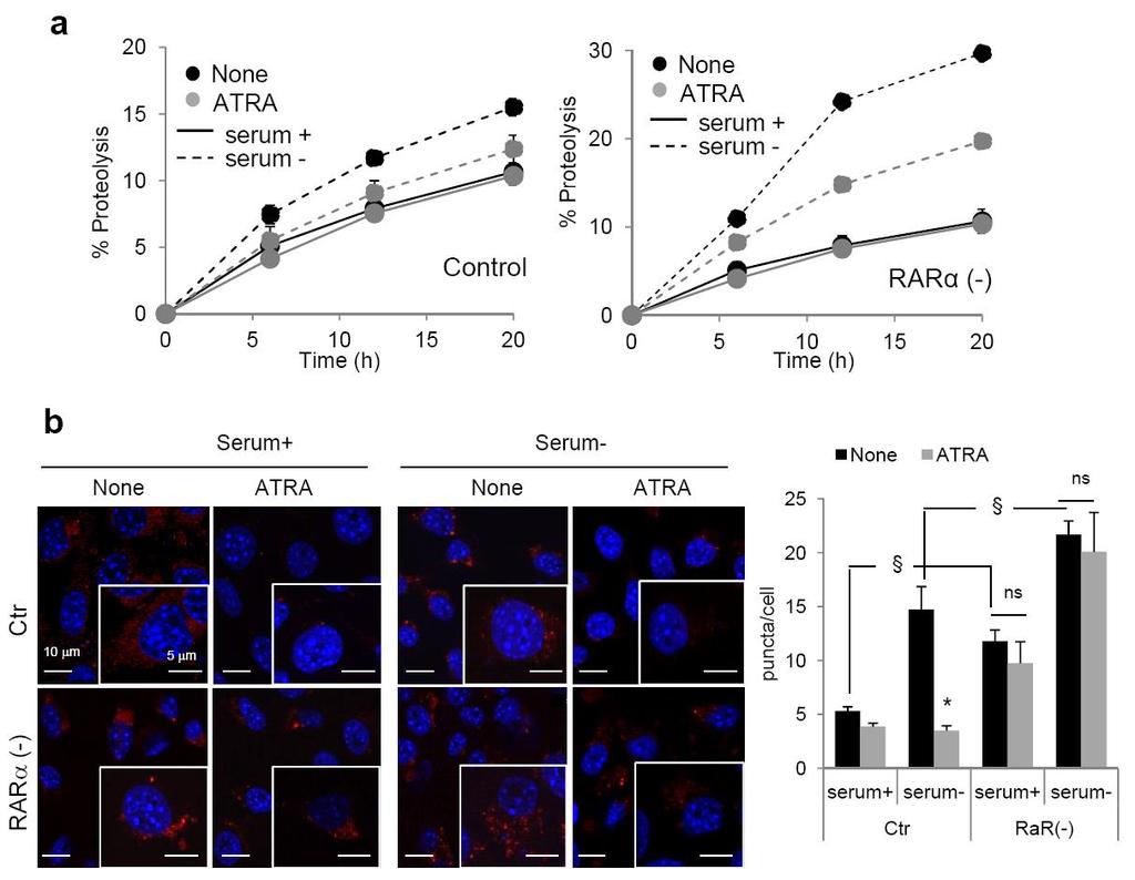 Supplementary Figure. 4. Effect of ATRA supplementation on autophagy in cells deficient in RAR.
