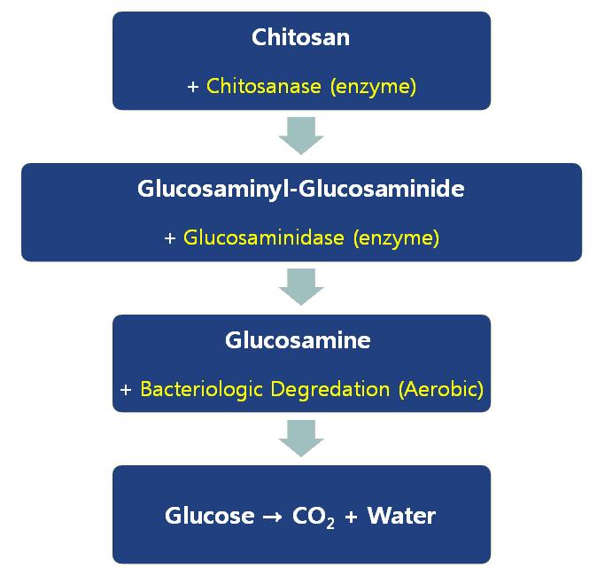 Fig. 1 - Biological degradation of chitosan.