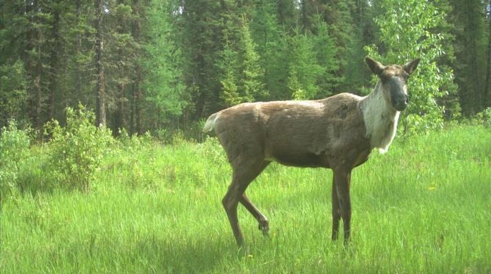 Biodiversity Offsets and Caribou Conservation: