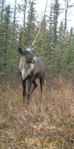 Caribou Offset Challenges Key challenge: no clear guidance or framework for offset requirements in Alberta. Need guidance on: objectives (NNL or NPI?