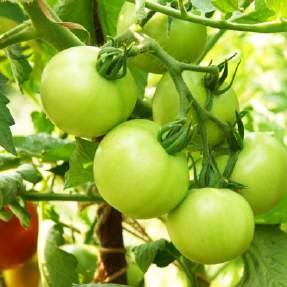 ripening low susceptibility to