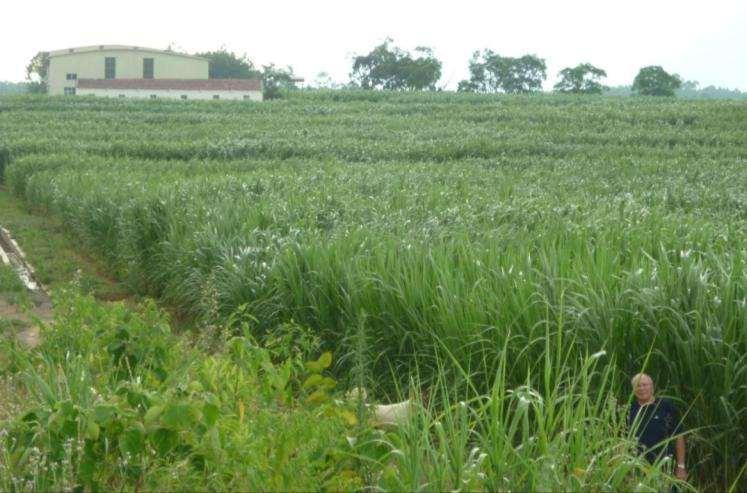 Giant King Grass and Factory 110 ha ( 270 acre) site provides -seedlings for