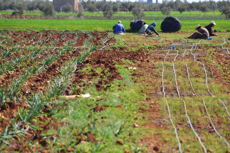 Solar Irrigation & Groundwater Management In Morocco, subsidies for SPIS will be linked to