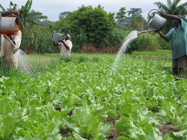 Irrigation, Gender and Nutrition Linkages: Tapping Irrigation