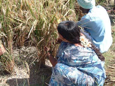 The rice crop is being harvested now and data collection process is in the advanced stages. The results of SRI method assessment in Rabi 2004-05 are presented below.
