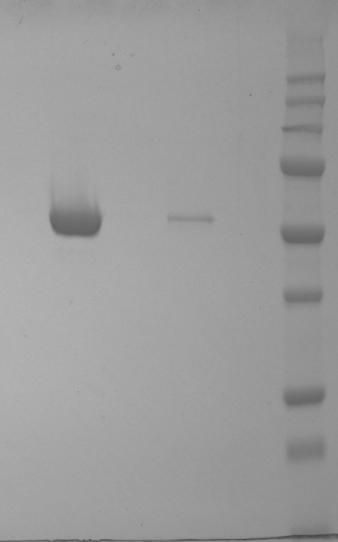 Technical Note Heparain Mimetic Affinity Figure 5. Chromatography of Antithrombin III on Cellufine MAX DexS-HbP. Panel A. Chromatogram. Panel B. SDS-PAGE Analysis. 15 Abs.