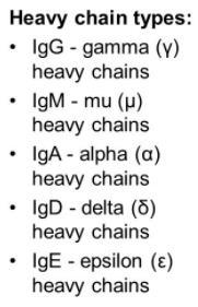 Isotypes of light and heavy chains The light chain is one of 2 types (isotypes): Kappa or lambda kappa encoded on chromosome 2 and lambda on chromosome 22 each Ig contains either two lambda or