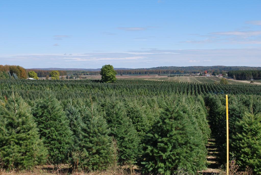 Michigan Christmas Tree Pest Management Guide 2016 The information presented here is intended as a guide for Michigan Christmas tree growers in selecting pesticides for use on trees grown in Michigan