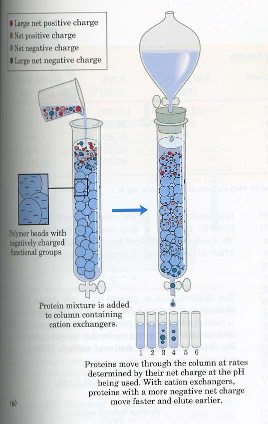 Ion-exchange chromatography (Source: