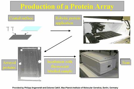 Protein arrays Protein arrays are, like DNA arrays, also solid phase molecule binding assays which use immobilised proteins and other molecules on a surface to bind target molecules Immobilised