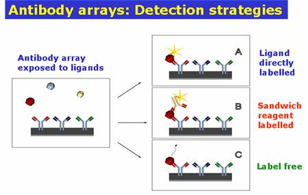 Detection of captured molecules: Fluorescence labelling methods are widely used The same instrumentation as used for reading DNA microarrays is