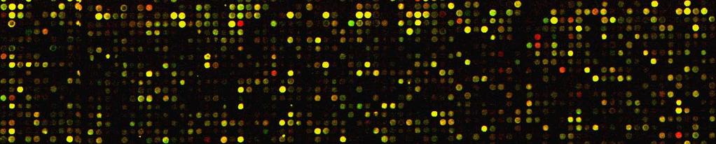 DNA microarrays The latest invention among a number of techniques created for measuring gene expression levels.