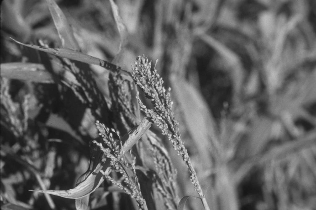 Browntop Millet Warm season annual grass Tolerates soil acidity &