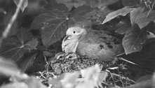 Mourning Dove Facts Contd Nest February through October High reproduction