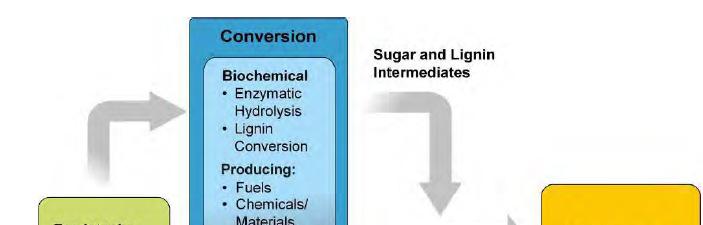 Biochemical Conversion-Biomass is broken down to sugars using either enzymatic or chemical