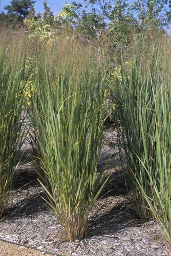 Biomass Plant Terms: Definition Switchgrass: is a perennial warm season bunchgrass native to North America, where it occurs naturally from 55 N latitude in Canada southwards into the