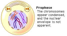 Prophase is a stage of mitosis in which the chromatin condenses (it becomes shorter and fatter into a highly ordered structure called a chromosome in which the chromatin becomes visible.