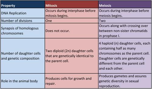 Significance of Mitosis and Meiosis Mitosis and meiosis both involve cells dividing to make new cells. Mitosis division can be for growth, maturity, or to repair/replace damaged cells.