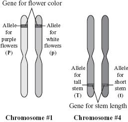 Types of chromosomes: 1. Autosomes. 2. Sex chromosomes Autosomes: The chromosomes which are responsible for different characteristics except sex.