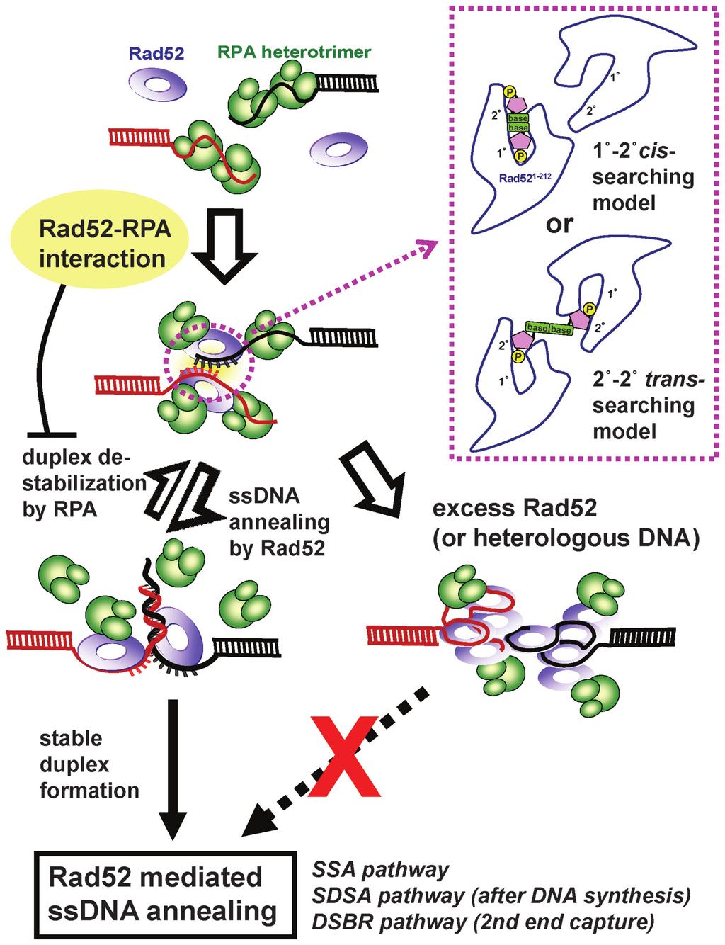2928 Nucleic Acids Research, 2010, Vol. 38, No. 9 Figure 5. Model for DNA binding and annealing by hrad52 in the presence of hrpa.