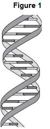 (3) (Total 8 marks) Q11. DNA is the genetic material of human cells. Figure 1 shows the structure of part of a DNA molecule. (a) (i) Describe where DNA is found in a human cell.