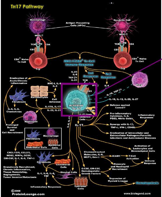 Th17 cell signaling