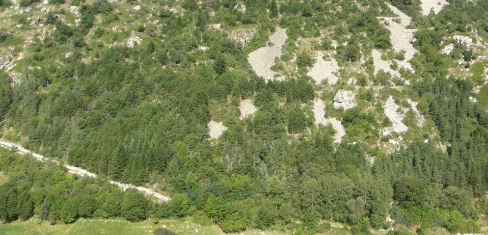 Adult trees: Growth reaction to drought Afforestation Gampel (central Valais), planted 1970 (irrigation until 1992) Pinus sylvestris, Larix decidua,