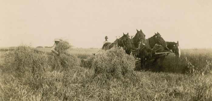 org) Ralph and Frank Moore (sons of Willis D. Moore) are shown harvesting wheat with a four-horse team.