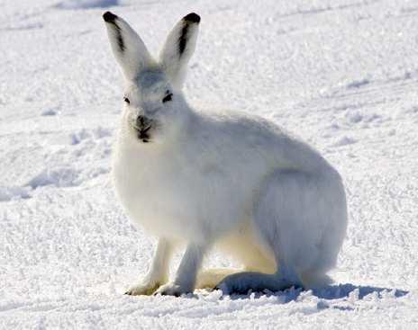 Slide 93 / 129 Ecosystems and Organisms The arctic hare has