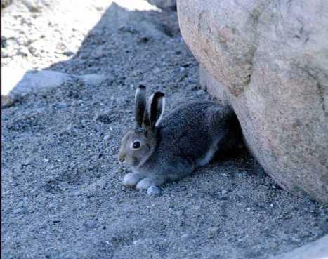 In the summer, the hare has brown/grey fur to blend in with