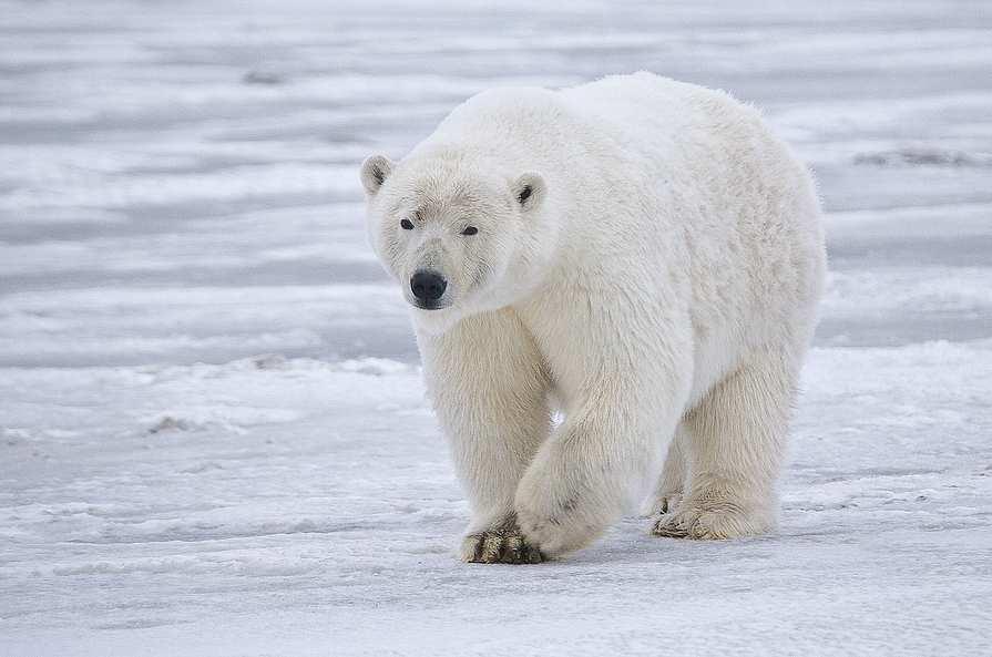 Slide 96 / 129 Camels Versus Polar Bears Polar bears live in the tundra ecosystem.