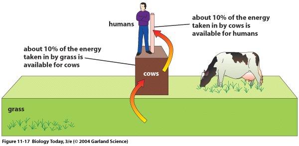 9.4 Food from Livestock Most of the plant crops produced in the United States provide more food energy than the energy used to grow them.