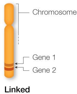 2 Understandings U1: Gene loci are said to be linked if on the same