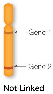However, genes that are adjacent 19 and close together on the same