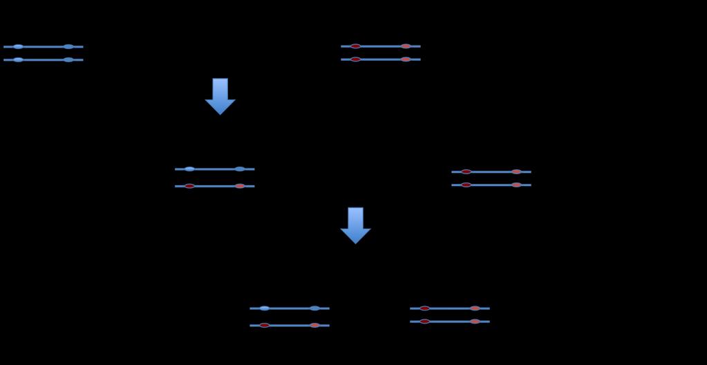 https://figures.boundless-cdn.com/18938/large/figure-12-03-04.jpeg IB BIO 10.2 Understandings U1: Gene loci are said to be linked if on the same chromosome.