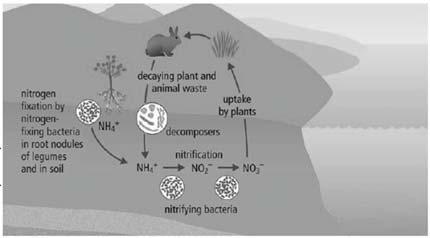 Nutrient Cycles: The Nitrogen Cycle (continued) Nitrogen fixation is the conversion of into Both nitrate and ammonium compounds are. Nitrogen fixation occurs in one of three ways 1.