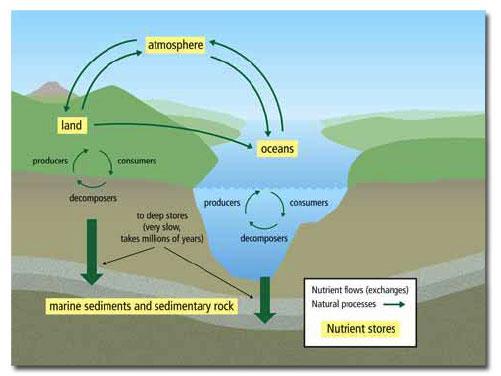 Nutrient cycles are the flow of nutrients in and out of