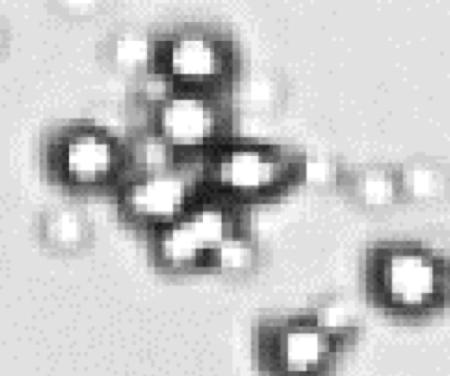 The AO/PI staining also allowed proper declustering of crowded cells to improve accuracy in