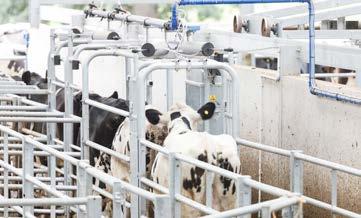 Everything About Milking DeLaval milking systems are equipped with a range of sensors that record cows entering the parlor exiting the parlor and many of the operations performed during milking.