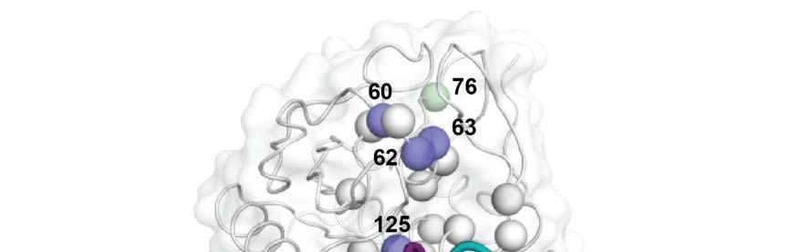 Supplementary Figure 5. Structural analysis of class I subtiligase mutants.