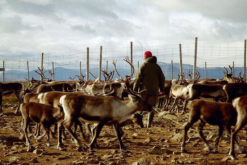 Example: Contaminated Reindeer in Norway The Chernobyl accident contaminated reindeer