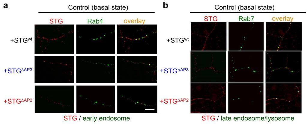 Supplementary Figure S10 Localization of STG and endosomal markers at basal states.
