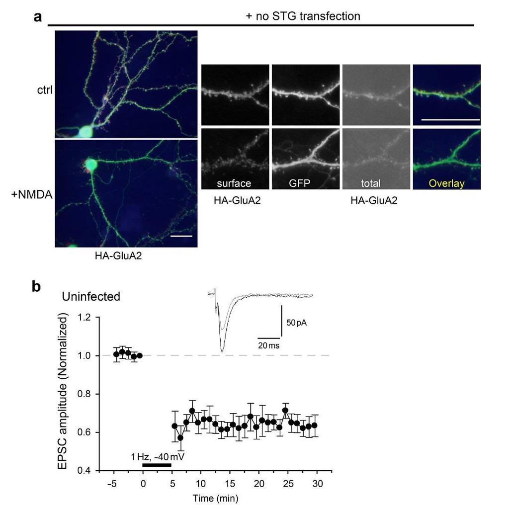 Supplementary Figure S2 Endocytosis of AMPA receptors and LTD in neurons not overexpressing STG.