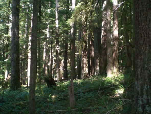 evergreen conifer forests Hardwoods