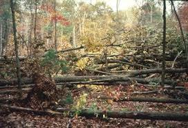 Moist Temperate Forests in other parts of the Northern Hemisphere Disturbance
