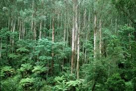Moist Temperate Forests of the Southern Hemisphere Australia Mediterranean climate Dominated by