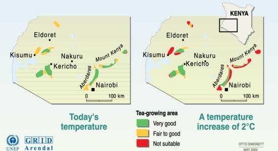Projected reduction of tea production areas in case of a 2 C temperature rise.